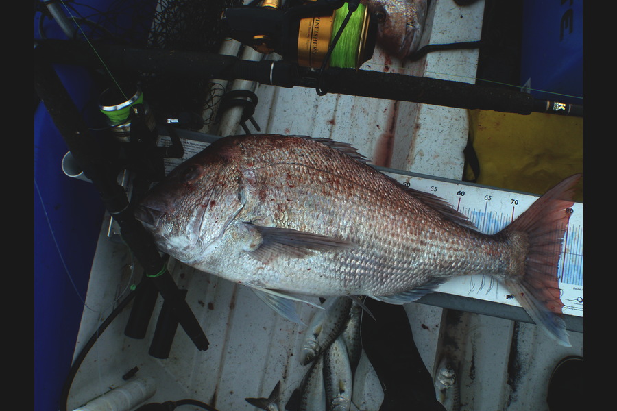 Geoff Preston caught this 79.0cm Snapper at Mokau during The Export NZ Fishing Competition