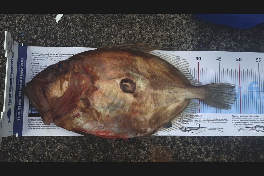 Pradeep Magan-Morar caught this 49.0cm John Dory at Whangaporoa  during The Export NZ Fishing Competition