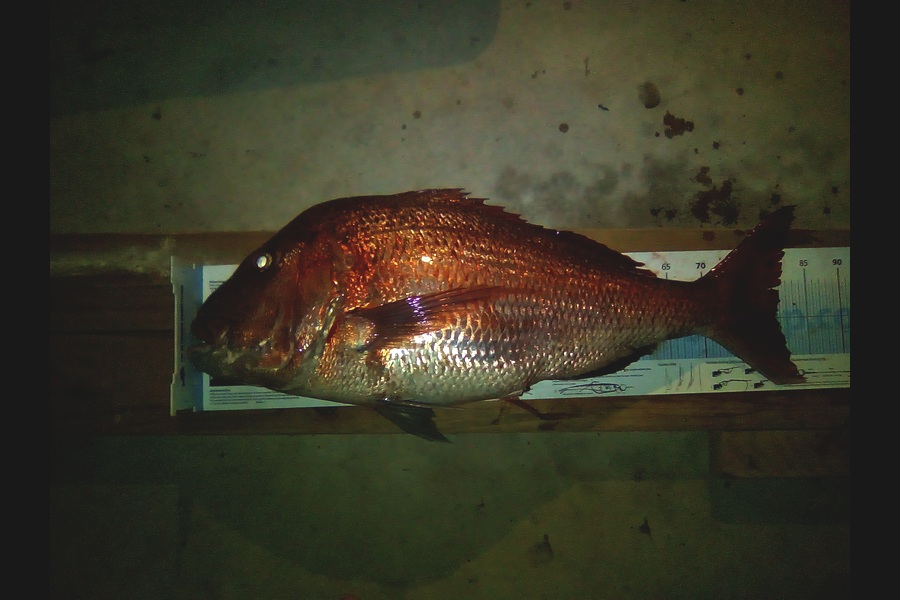 David McDonald caught this 81.0cm Snapper at Bream Head during The Export NZ Fishing Competition