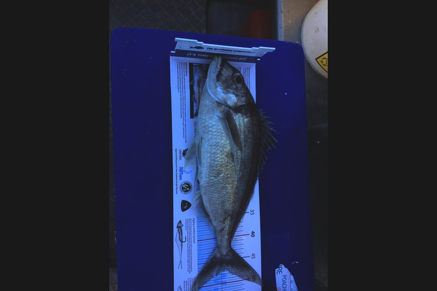 Hilary Waterman caught this 47.5cm Tarakihi at Wellington South Coast during The Export NZ Fishing Competition