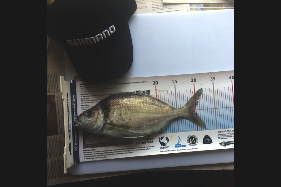 Stephanie  Fairweather  caught this 29.5cm Tarakihi at Mana during The Export NZ Fishing Competition