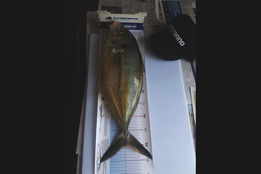 Samuel Georges caught this 50.0cm Trevally at mana during The Export NZ Fishing Competition