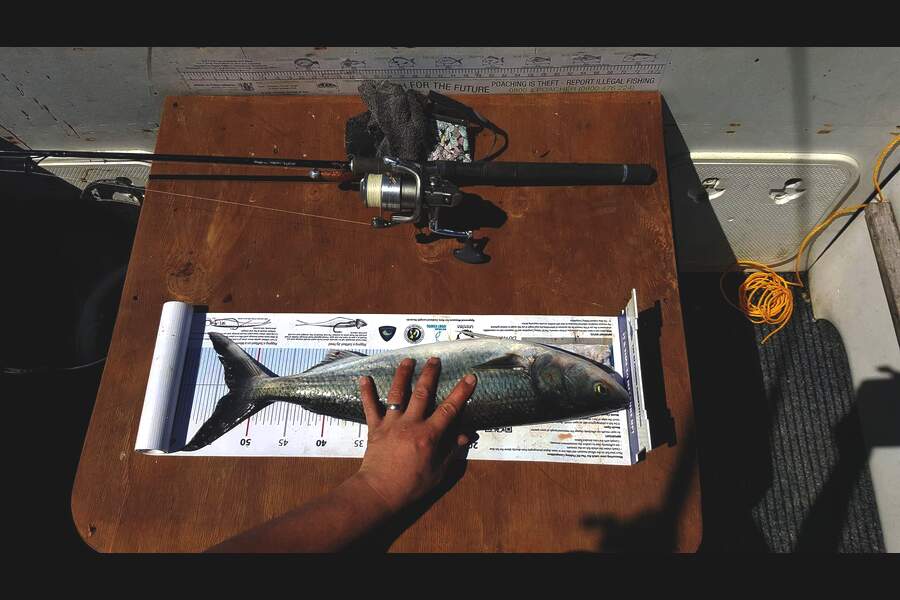 kyle tainsh caught this 53.0cm Kahawai at Mana during The Export NZ Fishing Competition