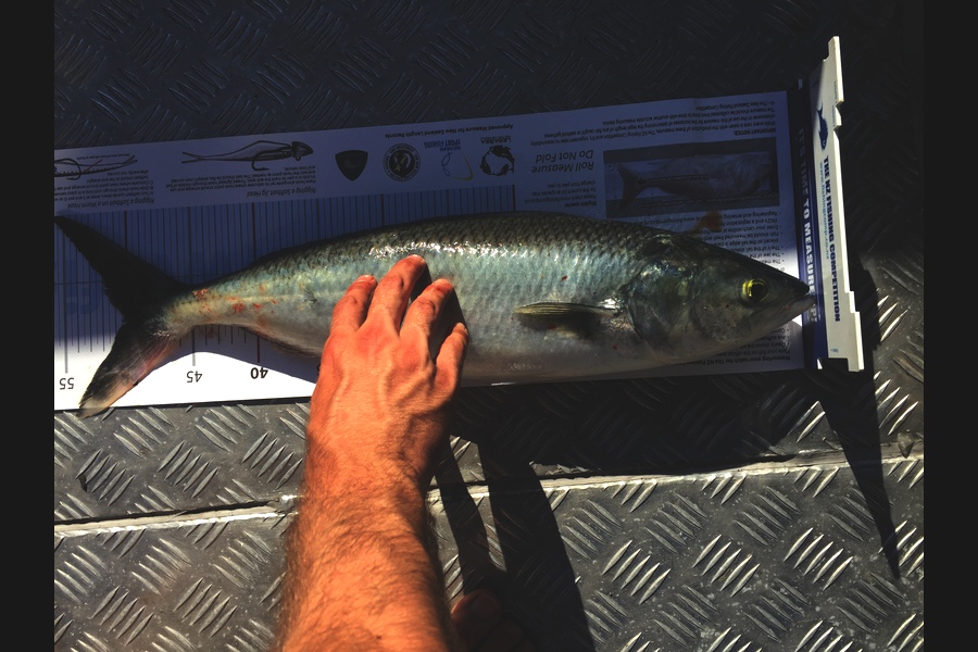 Connor  Macdonald caught this 50.5cm Kahawai at Kapiti during The Export NZ Fishing Competition