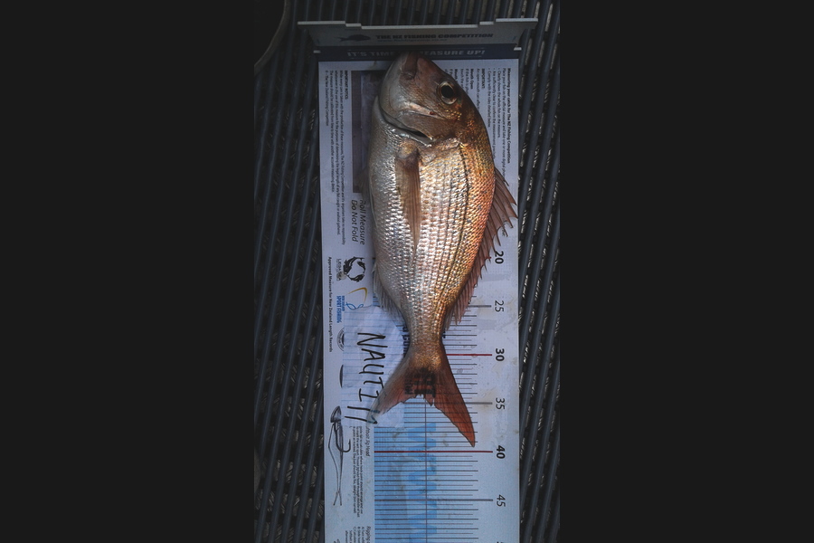Carol Hooton caught this 34.0cm Snapper at Worm Beds during The Export NZ Fishing Competition