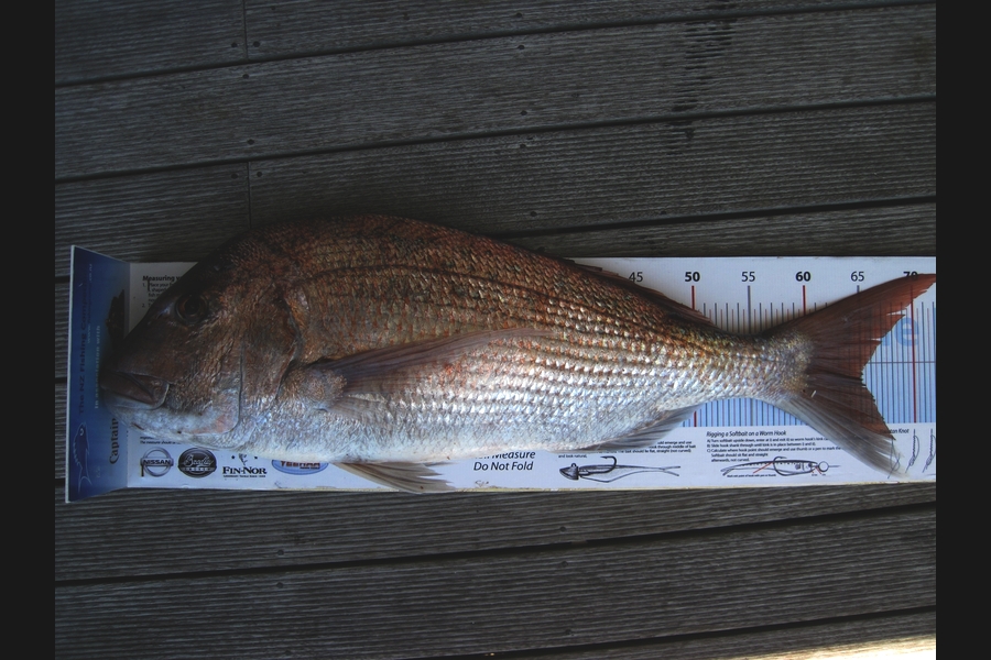 Grant Blair caught this 65.0cm Snapper at Mercury Bay during The Export NZ Fishing Competition