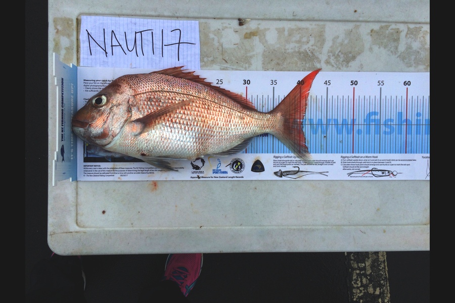 Carole Jones caught this 40.5cm Snapper at Rakino during The Export NZ Fishing Competition