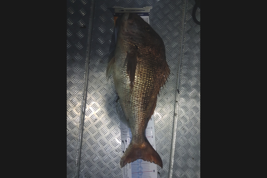 Mike Stephens caught this 82.0cm Snapper at Northland  during The Export NZ Fishing Competition