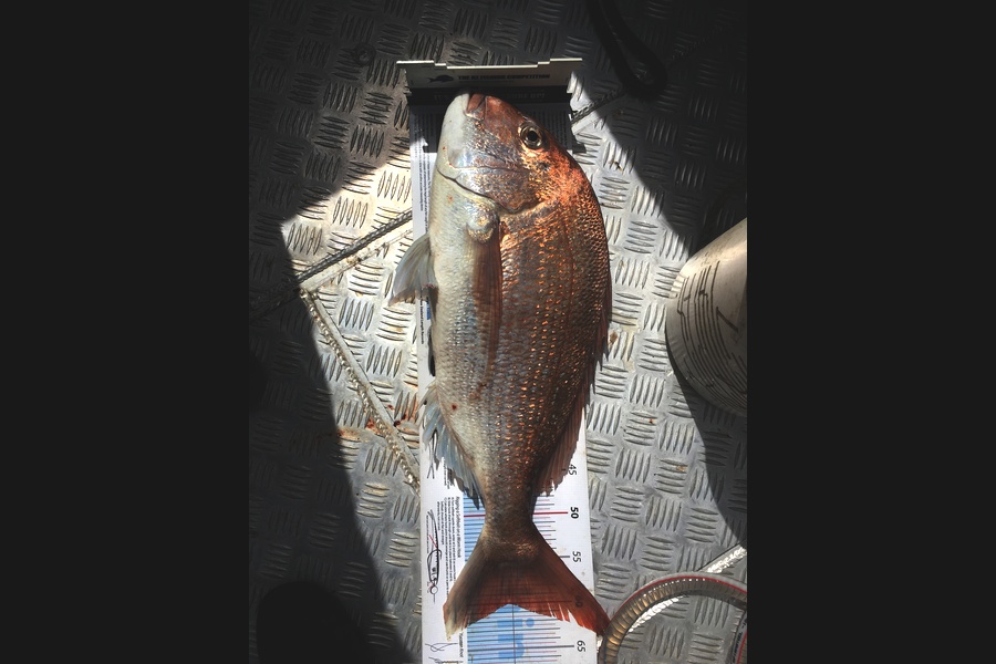 Greg Watkins caught this 60.0cm Snapper at Kawau during The Export NZ Fishing Competition