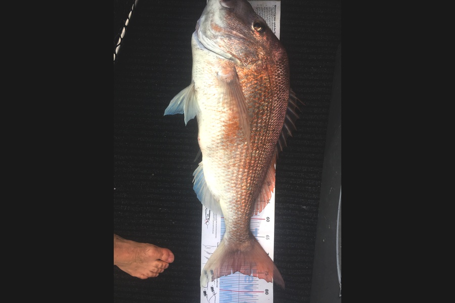 Aron McKeown caught this 74.5cm Snapper at Bay of islands  during The Export NZ Fishing Competition