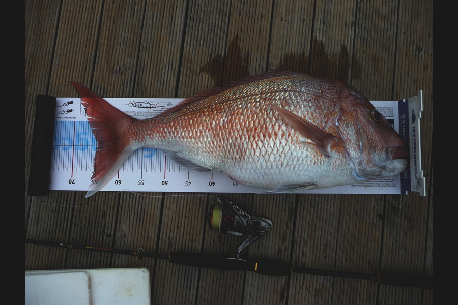 Bob Beardsmore caught this 64.5cm Snapper at Bream Bay during The Export NZ Fishing Competition