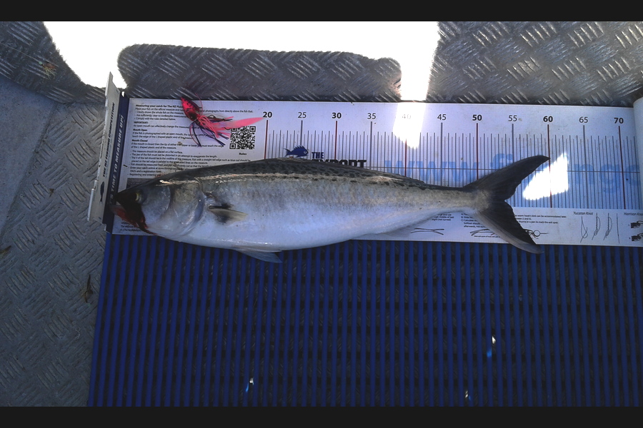 Brian  Gallogly caught this 53.5cm Kahawai at Waiheke Is during The Export NZ Fishing Competition