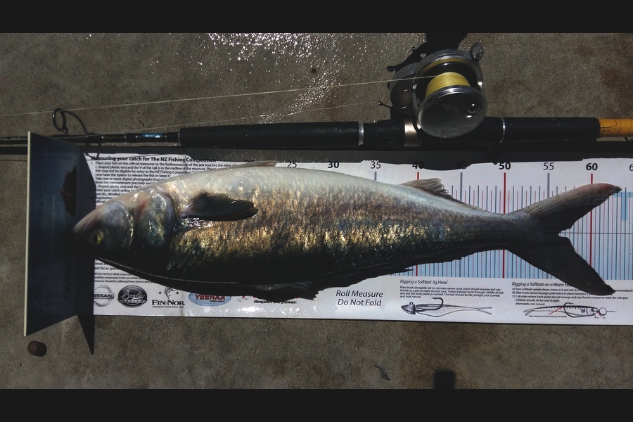 Graeme Mckay caught this 56cm Kahawai at Gisborne during The Export NZ Fishing Competition
