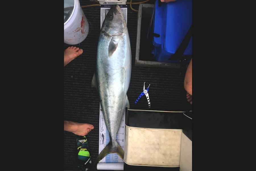 William Reid caught this 110.0cm Kingfish at Hauraki Gulf during The Export NZ Fishing Competition