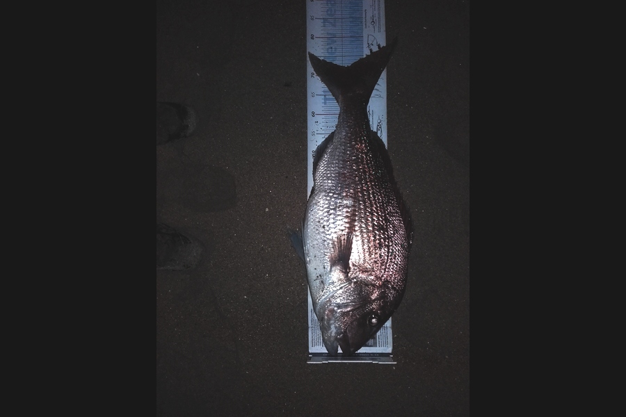 Steven Day caught this 72.5cm Snapper at whangarei during The Export NZ Fishing Competition