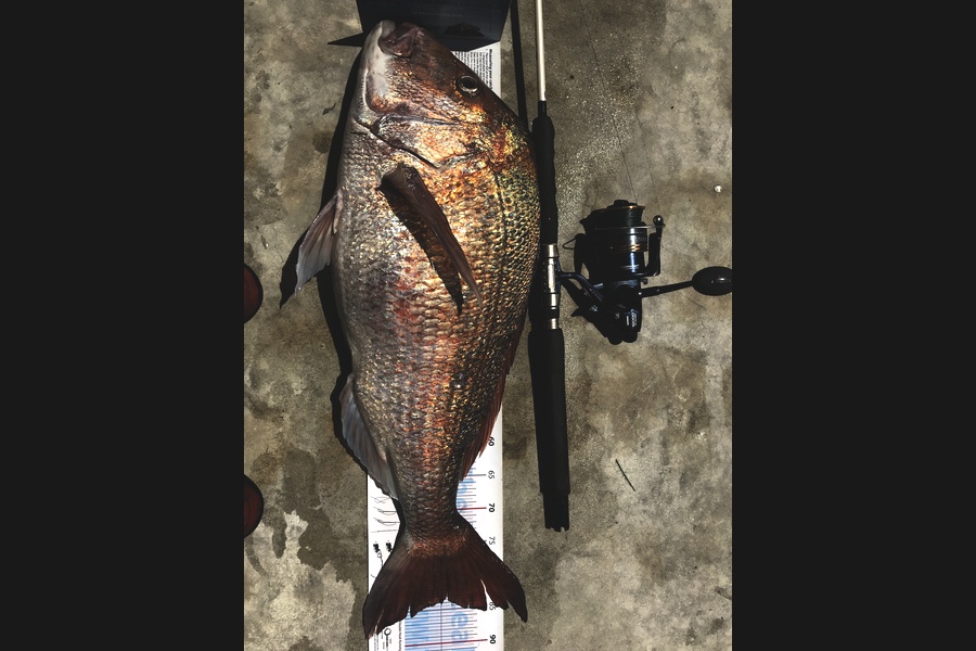 John Ballard caught this 84.0cm Snapper at Gisborne  during The Export NZ Fishing Competition
