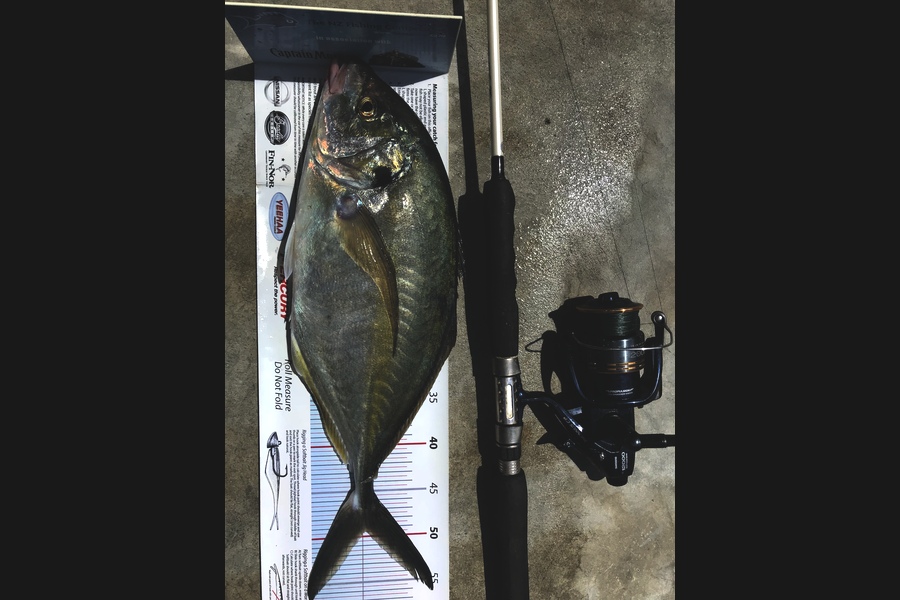 John Ballard caught this 49.5cm Trevally at Gisborne  during The Export NZ Fishing Competition