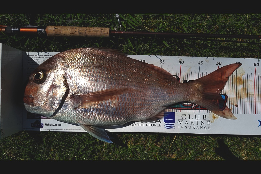 Mark Ray caught this 50.0cm Snapper at BOP during The Export NZ Fishing Competition
