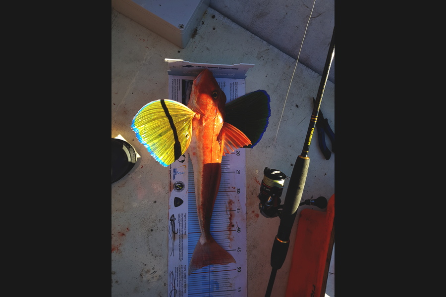 Luke McLeod caught this 48.0cm Gurnard at Wellington during The Export NZ Fishing Competition