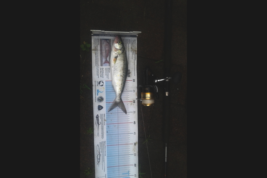 Steven Jameson caught this 31.5cm Kahawai at Kawakawa during The Export NZ Fishing Competition
