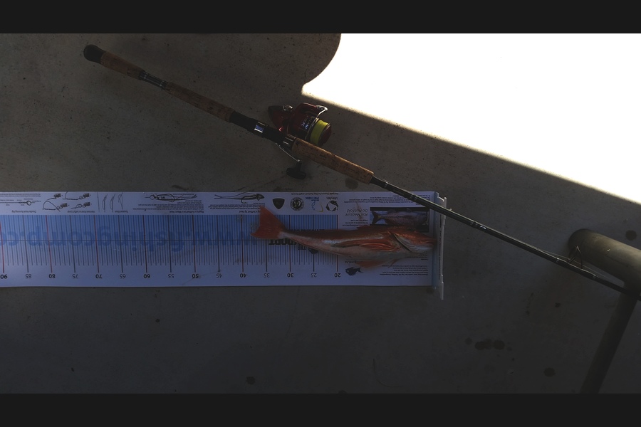 Shane Reed caught this 36.0cm Gurnard at Kawhia during The Export NZ Fishing Competition