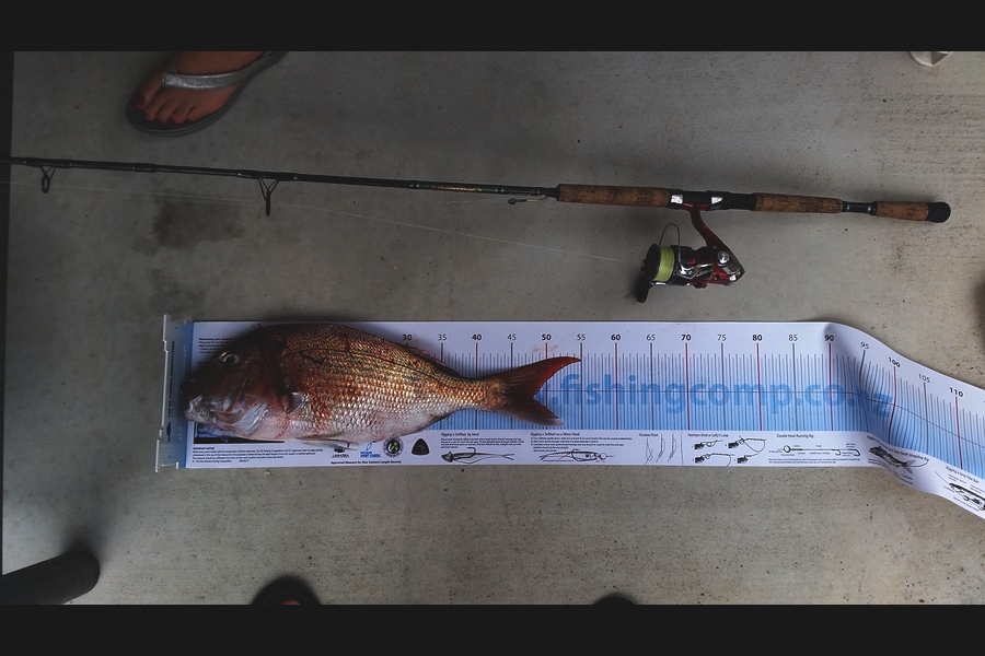 Shane Reed caught this 48.0cm Snapper at Kawhia during The Export NZ Fishing Competition