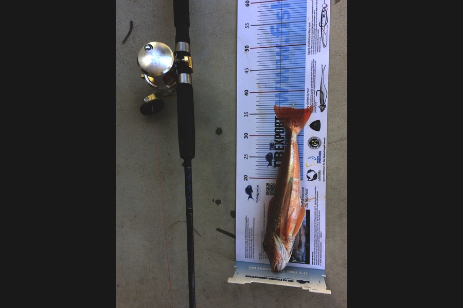 Sharon Reynolds caught this 35.5cm Gurnard at kawhia during The Export NZ Fishing Competition