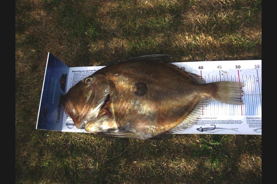 Allan Halvorson caught this 50.5cm John Dory at Whananaki during The Export NZ Fishing Competition