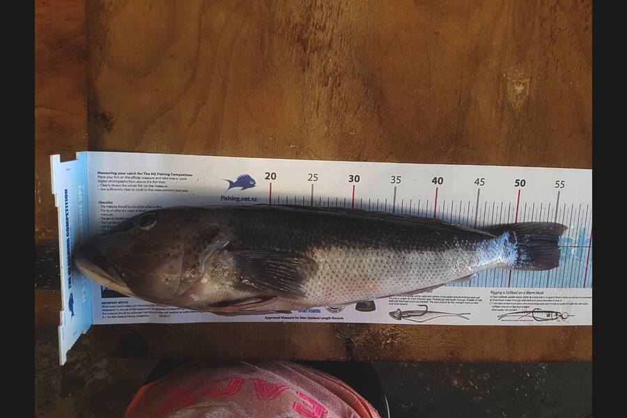Jane Laugesen caught this 55.5cm Blue Cod at Wanganui during The Export NZ Fishing Competition