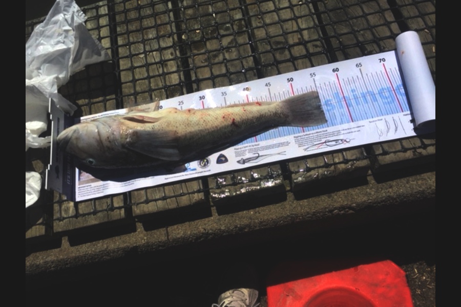 Geoffrey Cranke caught this 55.0cm Blue Cod at Off Akaroa  during The Export NZ Fishing Competition