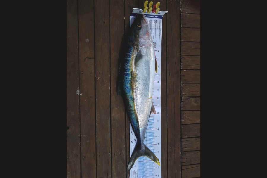 Andrew Martin caught this 86.5cm Kingfish at Kapiti Coast during The Export NZ Fishing Competition