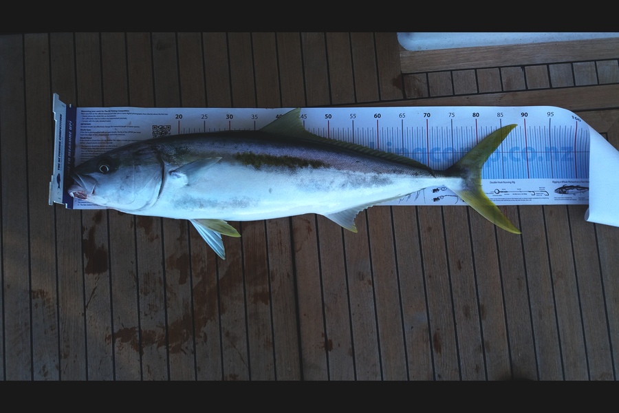 Ross Dibley caught this 80.5cm Kingfish at Tiri during The Export NZ Fishing Competition