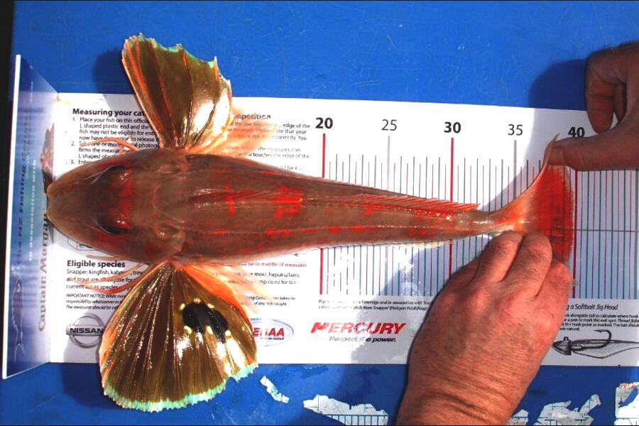 Troy Dando caught this 39.5cm Gurnard at Tasman Bay during The Export NZ Fishing Competition