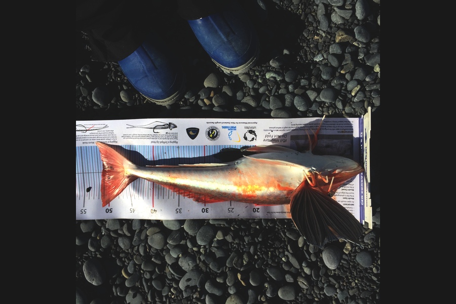 Greg Gilbert caught this 50cm Gurnard at Canterbury during The Export NZ Fishing Competition