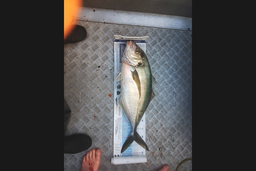 James Wallace caught this 62.0cm Trevally at Mana during The Export NZ Fishing Competition