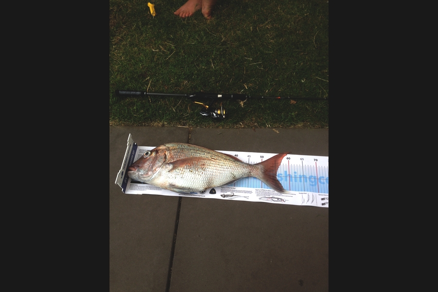 WARREN Douglas caught this 55.0cm Snapper at Papamoa during The Export NZ Fishing Competition