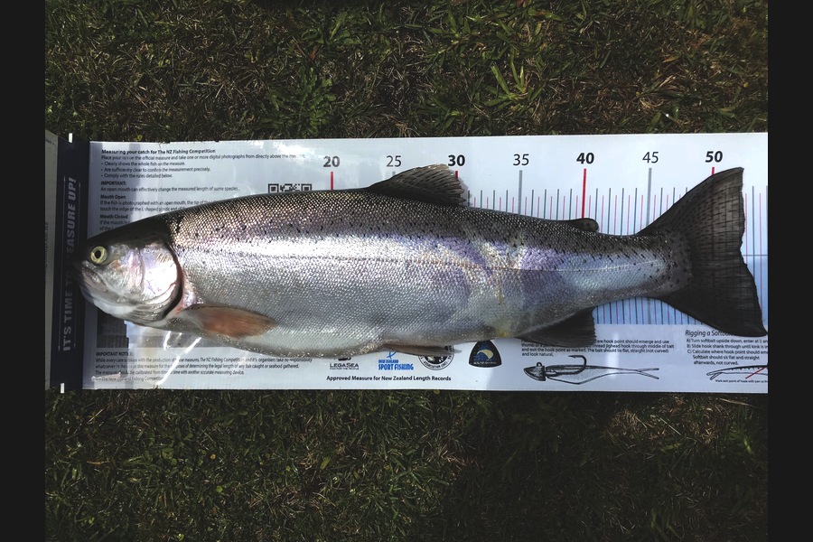 Ian Pedersen caught this 52.0cm Trout at BOP during The Export NZ Fishing Competition