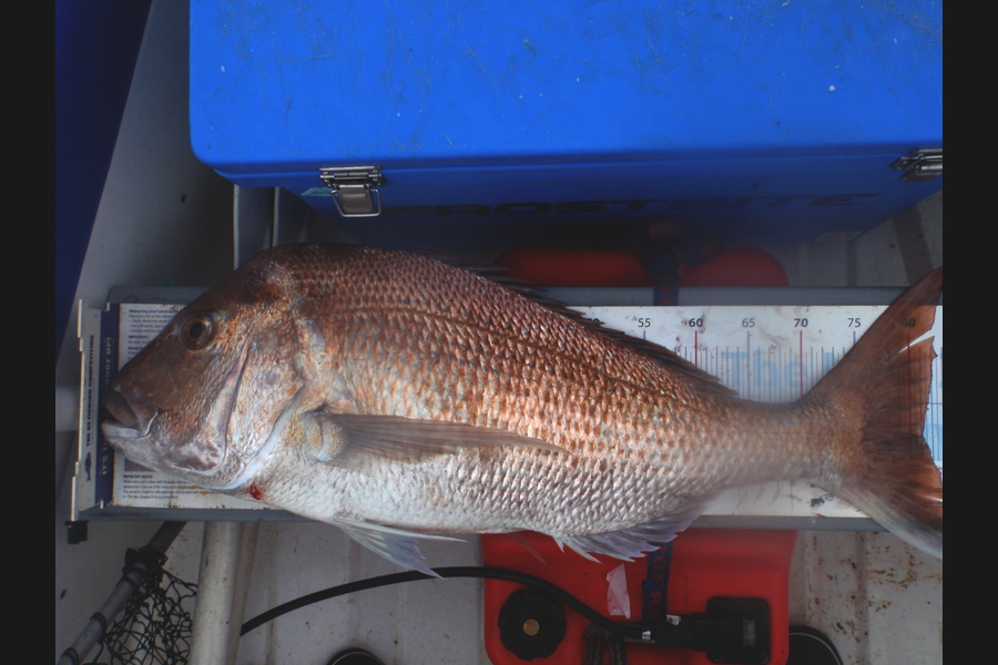 Geoff Preston caught this 81.0cm Snapper at Mokau during The Export NZ Fishing Competition