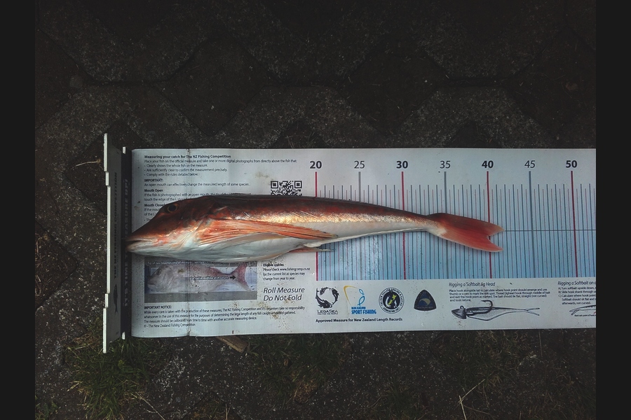 Steven Day caught this 39.5cm Gurnard at whangarei during The Export NZ Fishing Competition