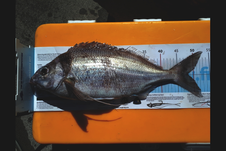 Craig Miller caught this 48.0cm Tarakihi at Gisborne during The Export NZ Fishing Competition