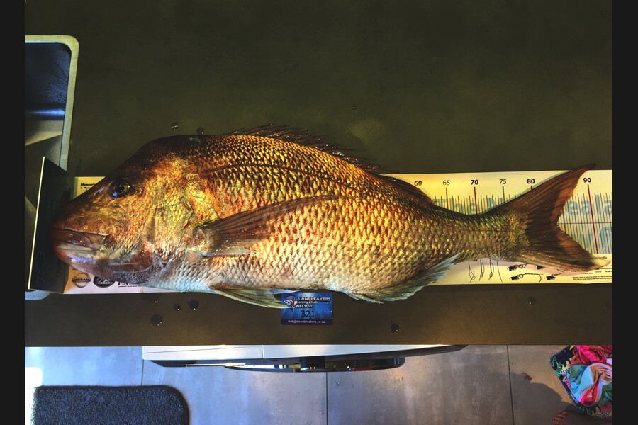Dan  Govier caught this 83.5cm Snapper at Tasman Bay during The Export NZ Fishing Competition