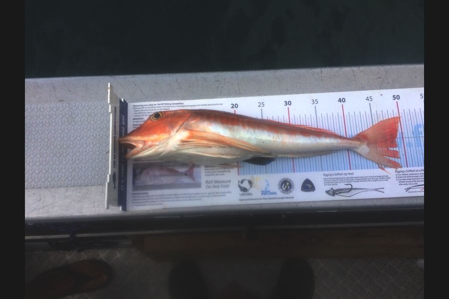 Andrew Morgan caught this 48.5cm Gurnard at Marlborough sounds during The Export NZ Fishing Competition