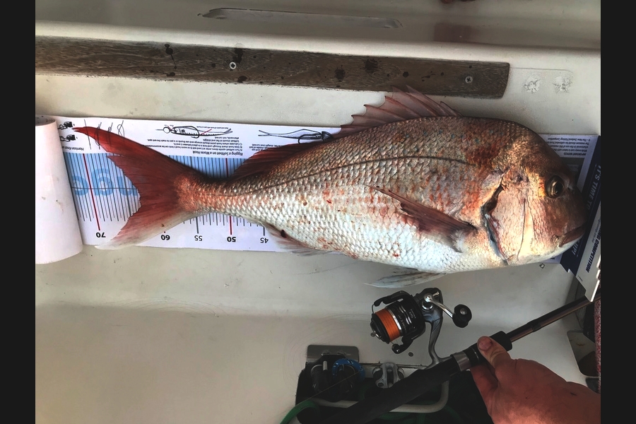 Cameron Thorpe caught this 63.0cm Snapper at Coromandel during The Export NZ Fishing Competition
