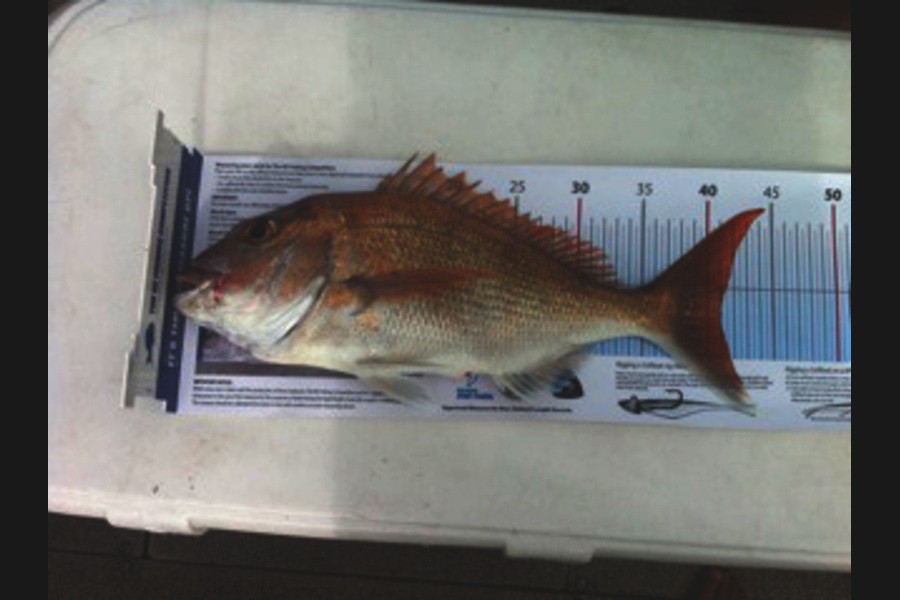 Lisa Linn caught this 41.0cm Snapper at top end Waiheke during The Export NZ Fishing Competition