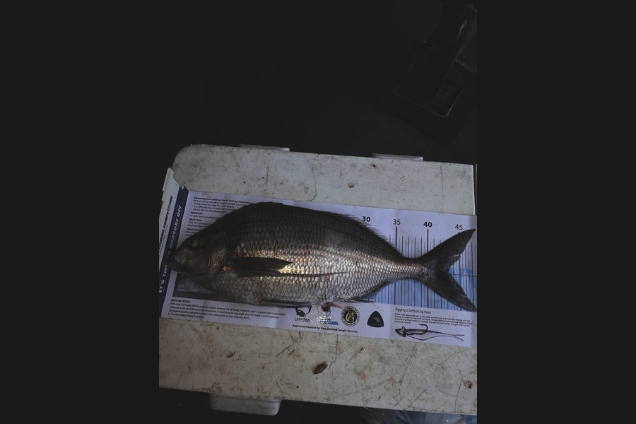 laurie taylor caught this 43.0cm Trevally at Watara during The Export NZ Fishing Competition