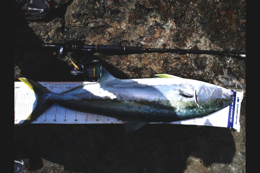 Michael  Fleming  caught this 99.5cm Kingfish at Mikespoint during The Export NZ Fishing Competition
