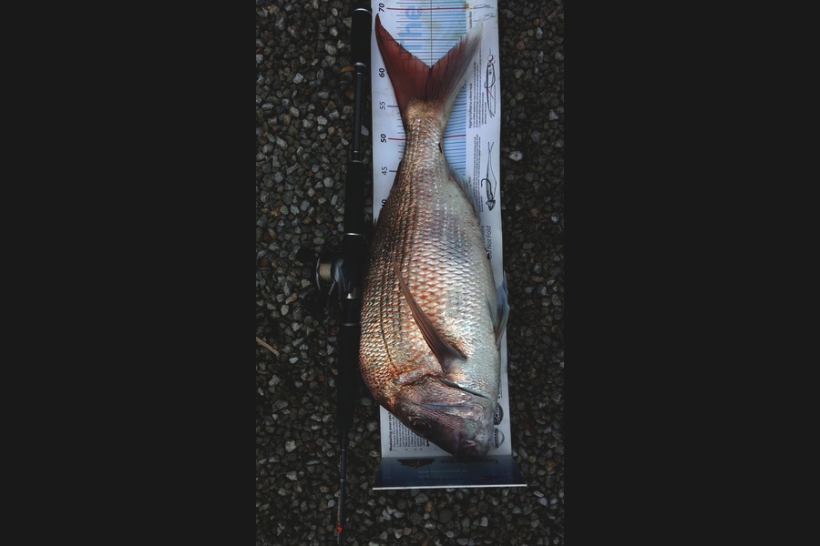 Graeme Mckay caught this 60.5cm Snapper at Gisborne during The Export NZ Fishing Competition