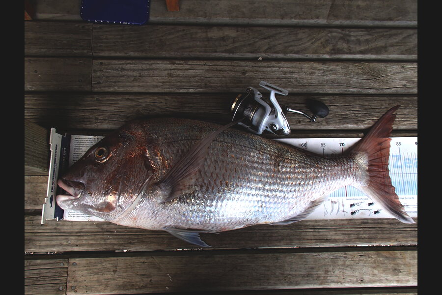 Mick Preston caught this 81.5cm Snapper at north Taranaki during The Export NZ Fishing Competition