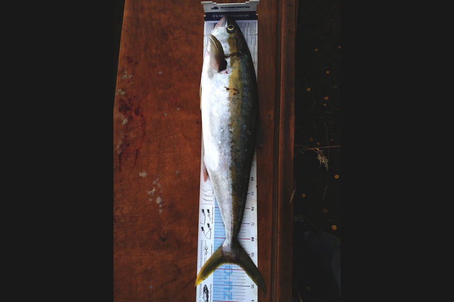 Michael  Fleming  caught this 88.0cm Kingfish at Steves spot  during The Export NZ Fishing Competition