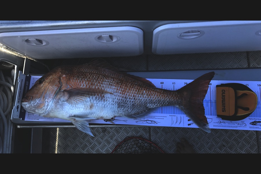 Grant Williams caught this 76.5cm Snapper at Kawau during The Export NZ Fishing Competition